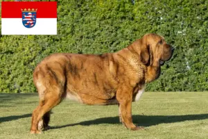 Read more about the article Mastín Español tenyésztők és kiskutyák Hessenben