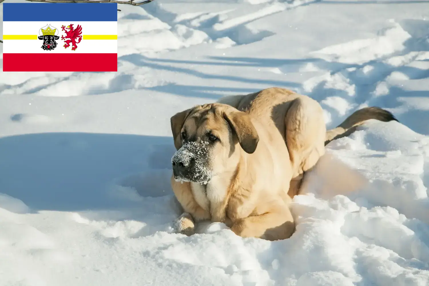 Read more about the article Mastín Español tenyésztők és kiskutyák Mecklenburg-Elő-Pomeránia tartományban