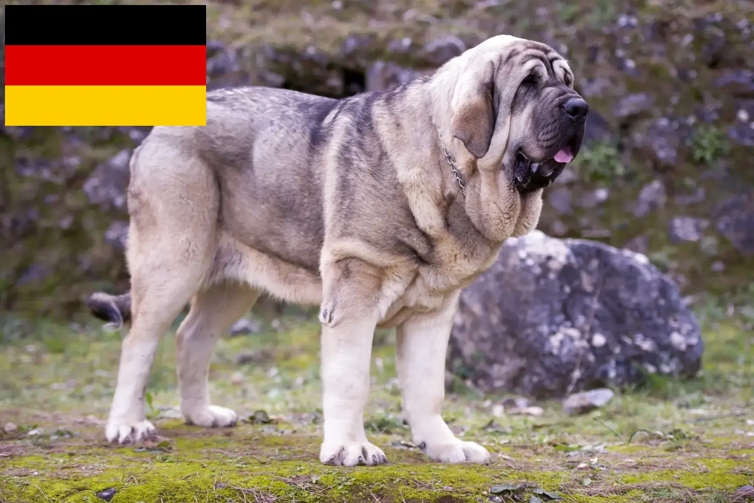 Read more about the article Mastín Español tenyésztők és kölykök Németországban