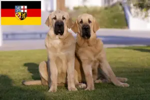Read more about the article Mastín Español tenyésztők és kölykök Saarlandban