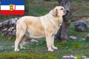 Read more about the article Mastín Español tenyésztők és kölykök Schleswig-Holstein tartományban