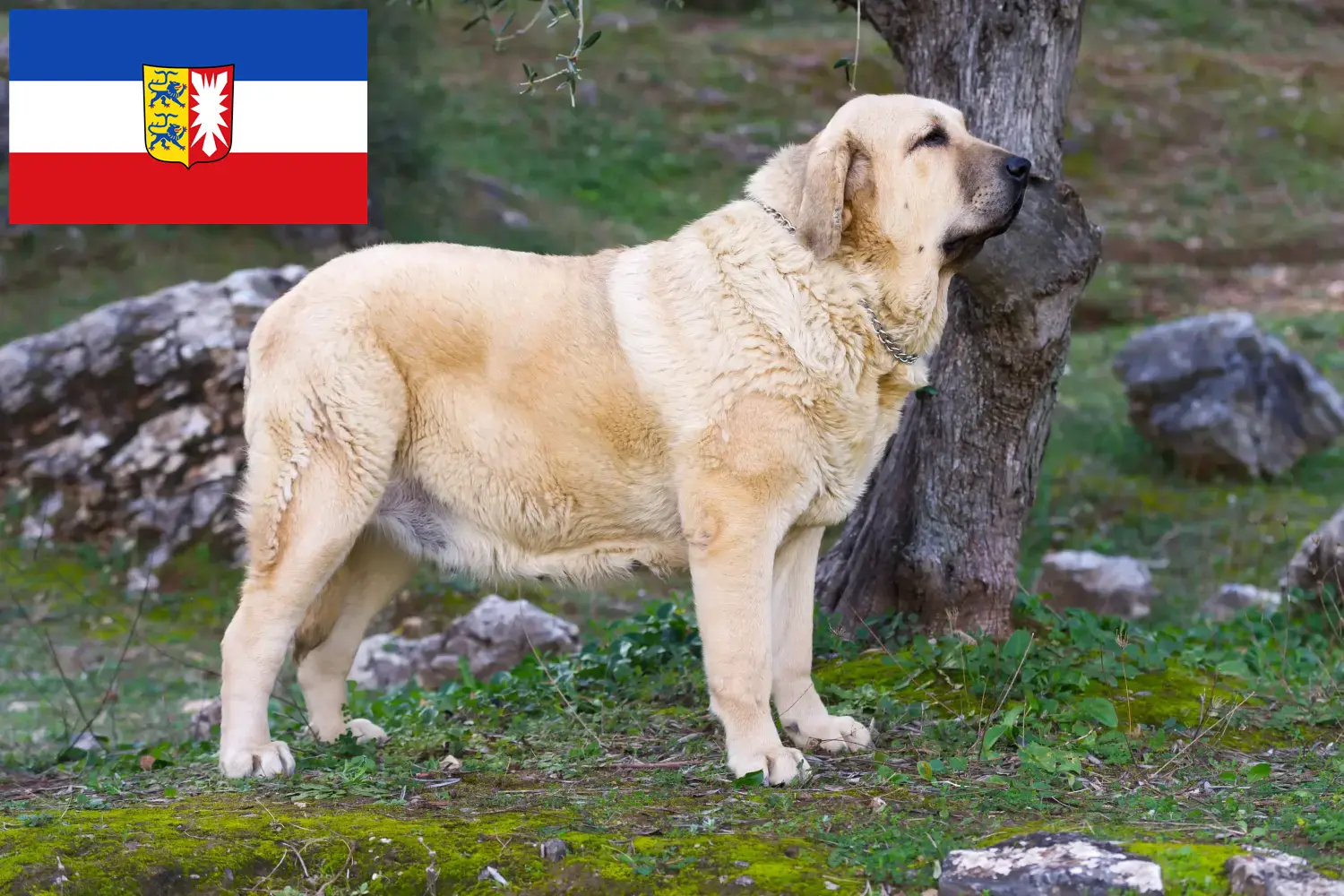 Read more about the article Mastín Español tenyésztők és kölykök Schleswig-Holstein tartományban