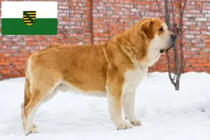 Read more about the article Mastín Español tenyésztők és kiskutyák Szászországban