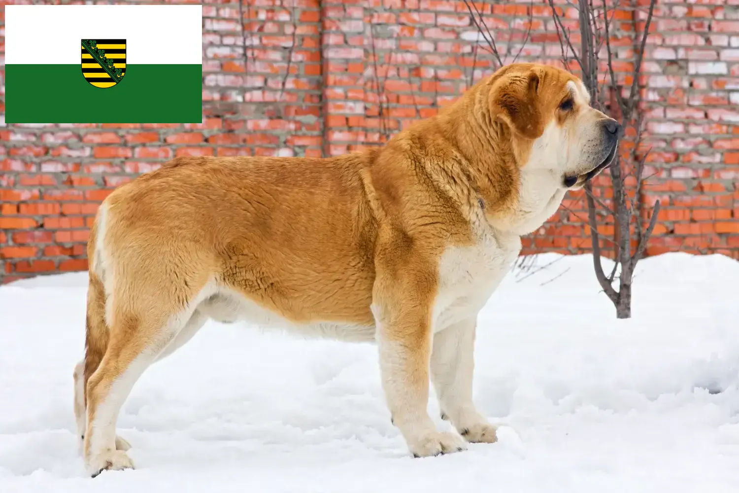 Read more about the article Mastín Español tenyésztők és kiskutyák Szászországban