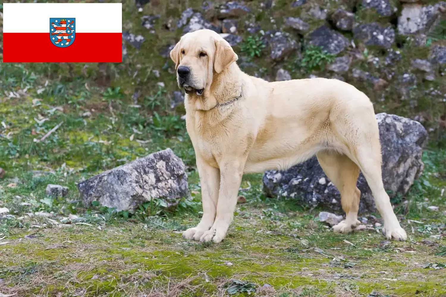 Read more about the article Mastín Español tenyésztők és kölykök Türingiában