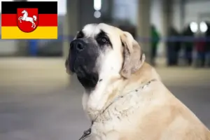 Read more about the article Mastín Español tenyésztők és kiskutyák Alsó-Szászországban