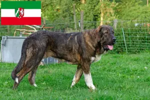 Read more about the article Mastín Español tenyésztők és kiskutyák Észak-Rajna-Vesztfália területén