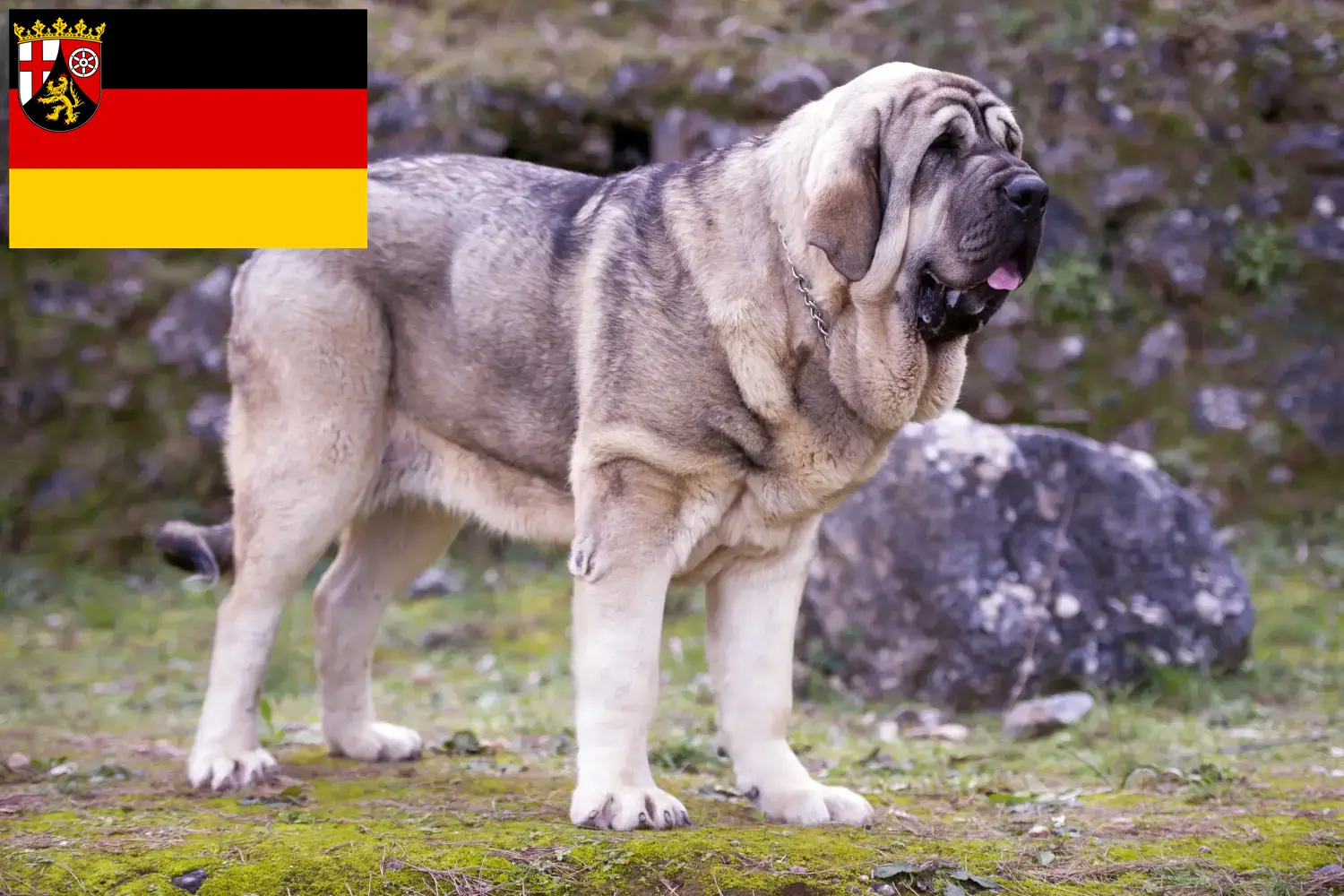 Mastín Español kölyökkutyák és tenyésztők Rajna-vidék-Pfalz Itt találhat Mastín Españols tenyésztőket Rajna-vidék-Pfalzban.
