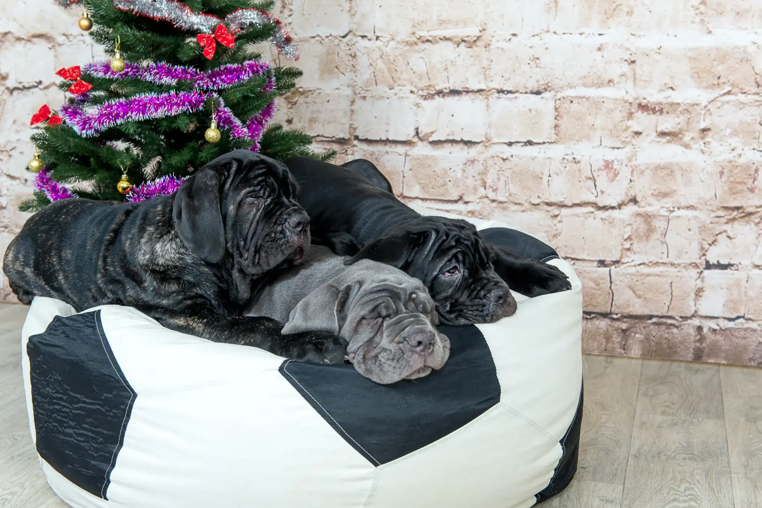 Egy Mastino Napoletano kiskutya megvásárlása felelősségvállalást jelent! Vásároljon Mastino Napoletano kiskutyákat.