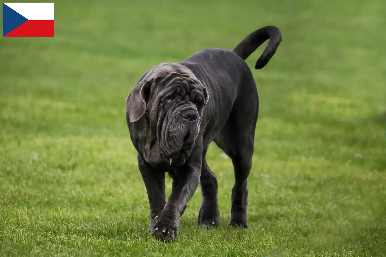 Mastino Napoletano kiskutyák és tenyésztők Csehország Itt találhat Mastino Napoletanos tenyésztőket Csehországban.
