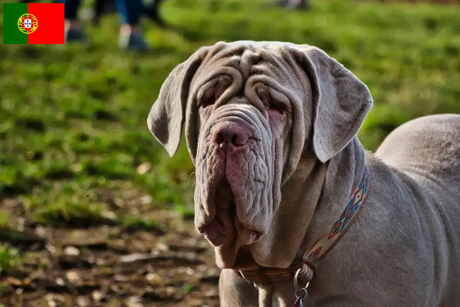 Mastino Napoletano kiskutyák és tenyésztők Portugália Itt találhat Mastino Napoletanos tenyésztőket Portugáliában.