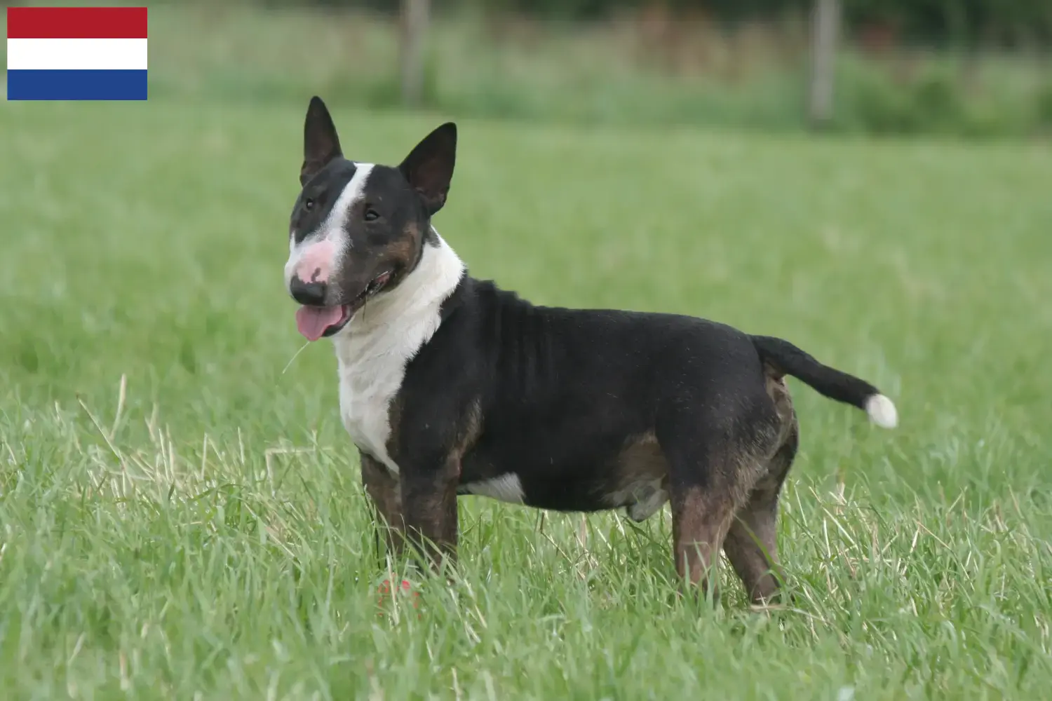 Miniature Bull Terrier kiskutyák és tenyésztők Hollandia Miniature Bull Terrier tenyésztők keresése Hollandia területén.