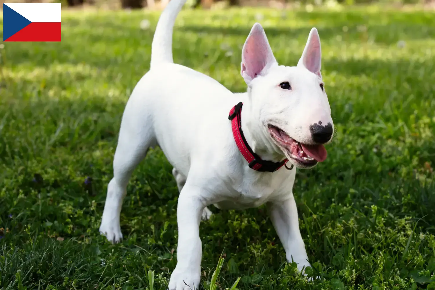 Miniature Bullterrier kiskutyák és tenyésztők Csehország Keress miniatűr bullterrier tenyésztőket Csehországban.