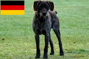 Read more about the article Német Stichelhaar tenyésztők és kölykök Németországban