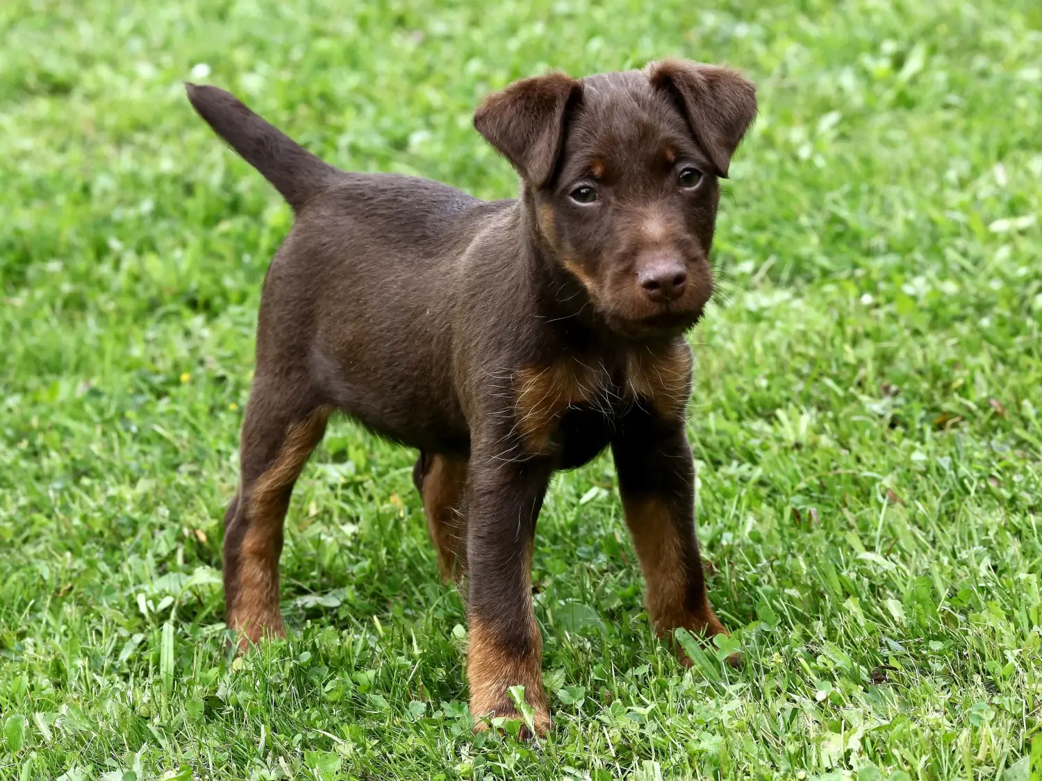 Német vadászterrier kiskutya vásárlása felelősségvállalást jelent! Vásároljon német vadászterrier kiskutyákat.