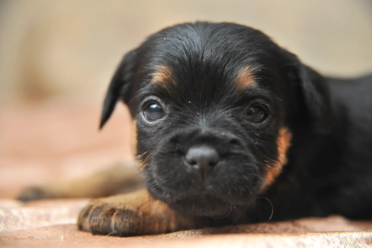 Német vadászterrier kiskutya vásárlása felelősségvállalást jelent! Vásároljon német vadászterrier kiskutyákat.
