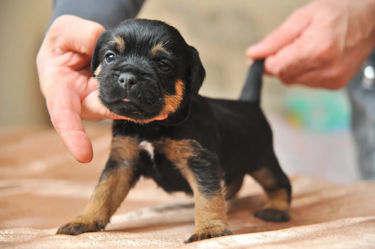Német vadászterrier kiskutya vásárlása felelősségvállalást jelent! Vásároljon német vadászterrier kiskutyákat.
