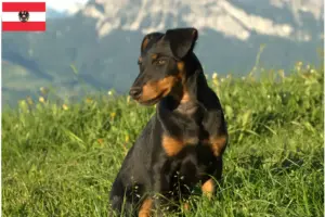 Read more about the article Német vadászterrier tenyésztők és kölykök Ausztriában