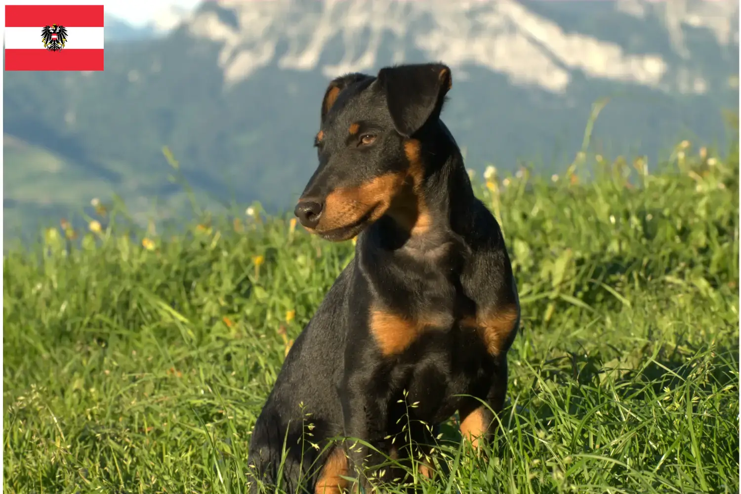 Német vadászterrier kölykök és tenyésztő Ausztria Itt német vadászterrier tenyésztőket talál Ausztriában.