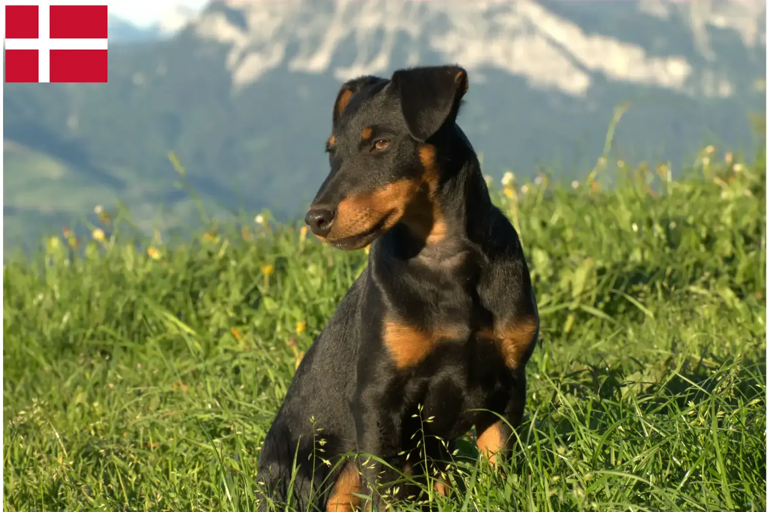 Német vadászterrier kölykök és tenyésztő Dánia Itt német vadászterrier tenyésztőket talál Dániában.