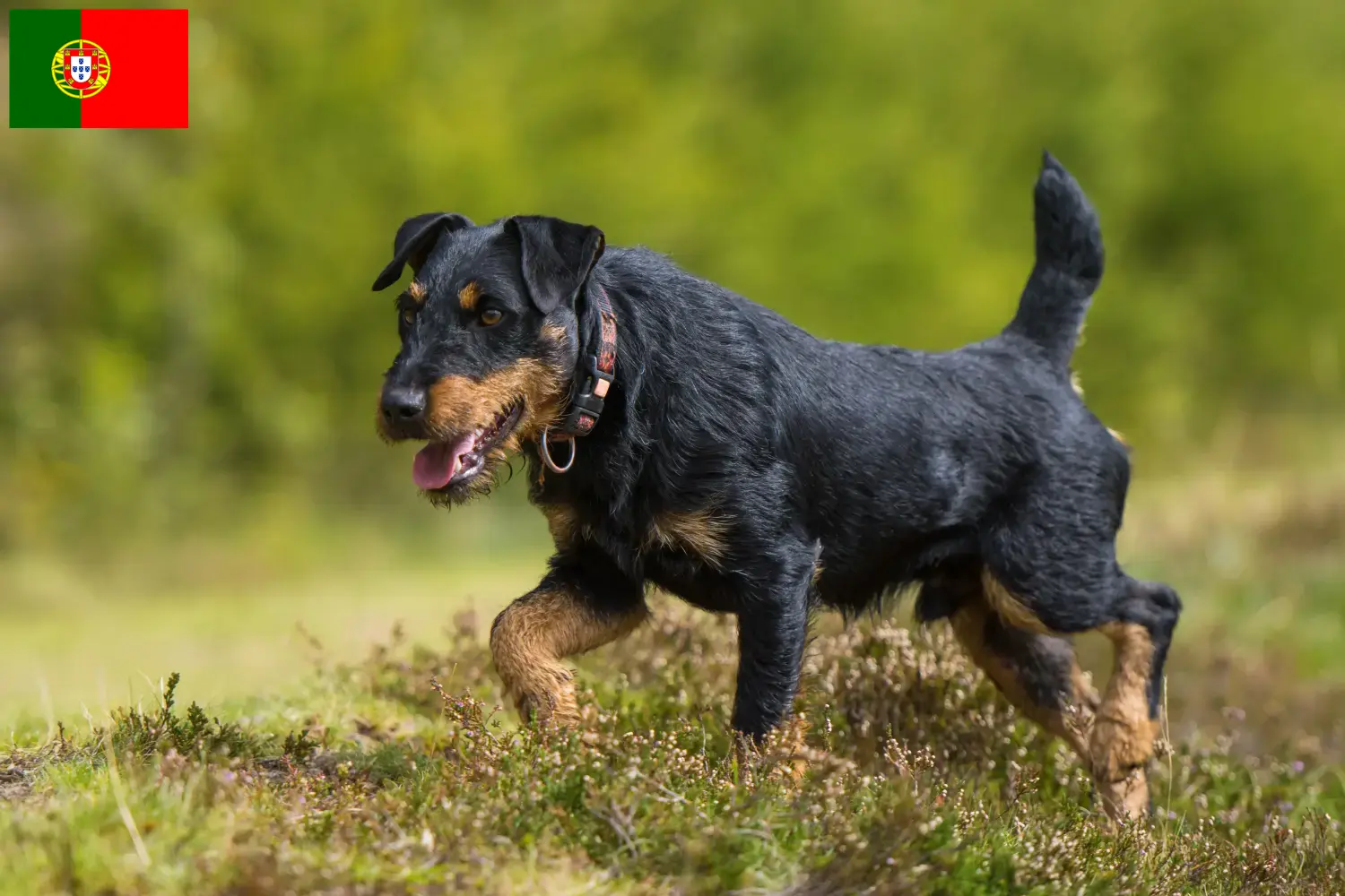 Német vadászterrier kölykök és tenyésztő Portugália Itt talál német vadászterrier tenyésztőket Portugáliában.