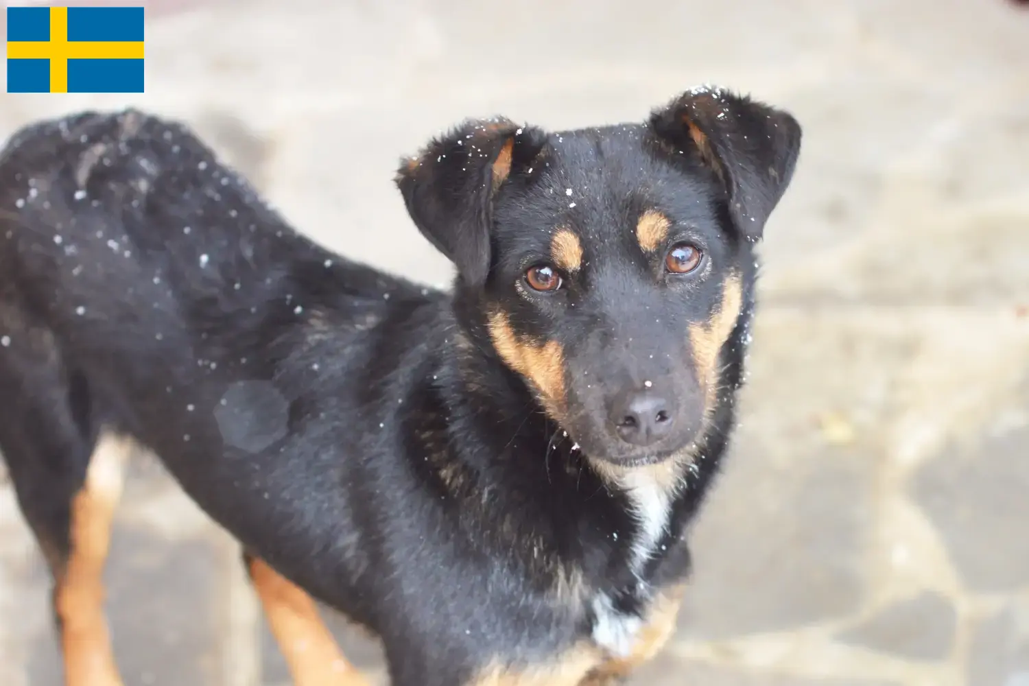 Német vadászterrier kölykök és tenyésztő Svédországban Itt német vadászterrier tenyésztőket talál Svédországban.