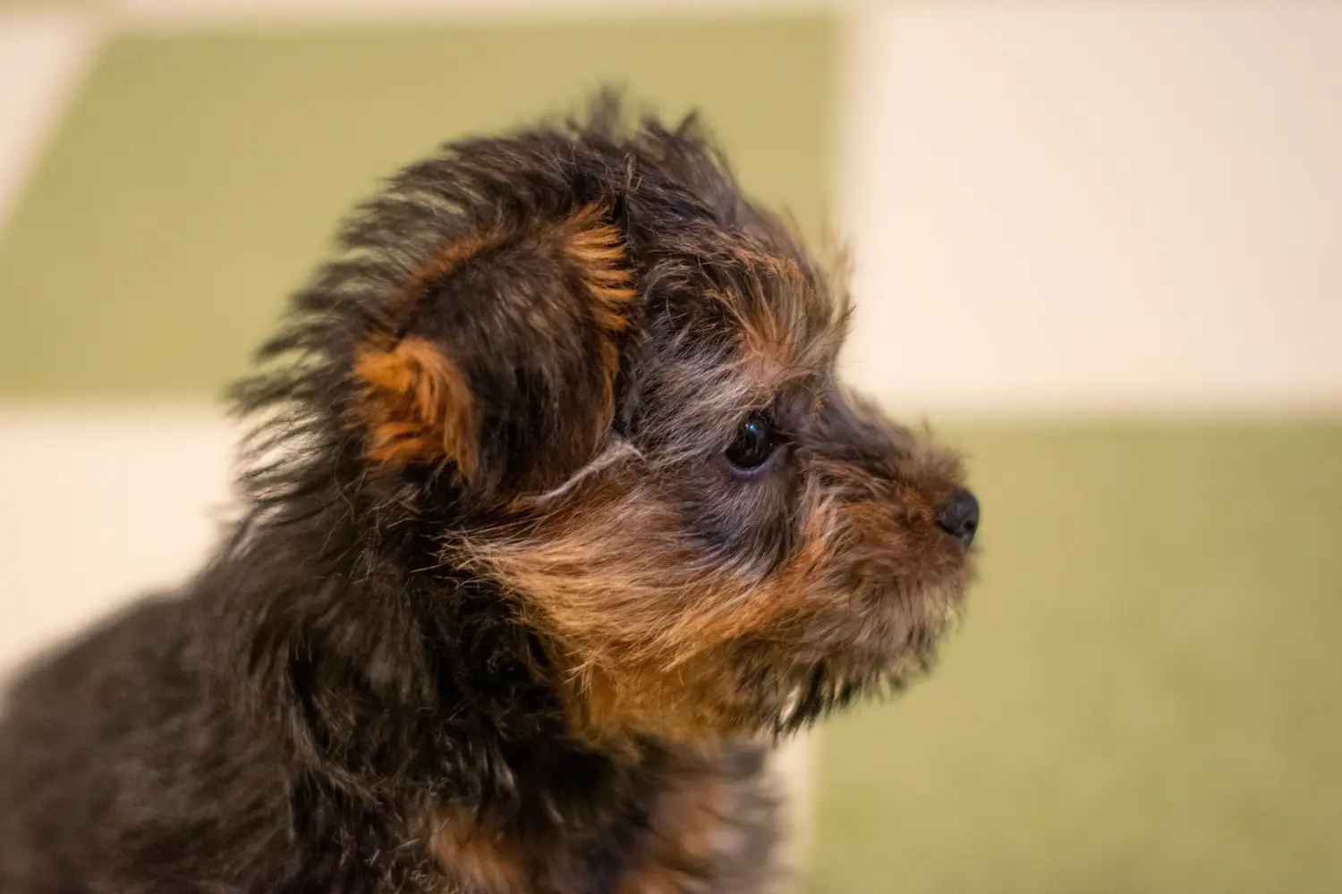 Norfolk terrier kiskutya vásárlása felelősségvállalást jelent! Norfolk terrier kiskutyák vásárlása.