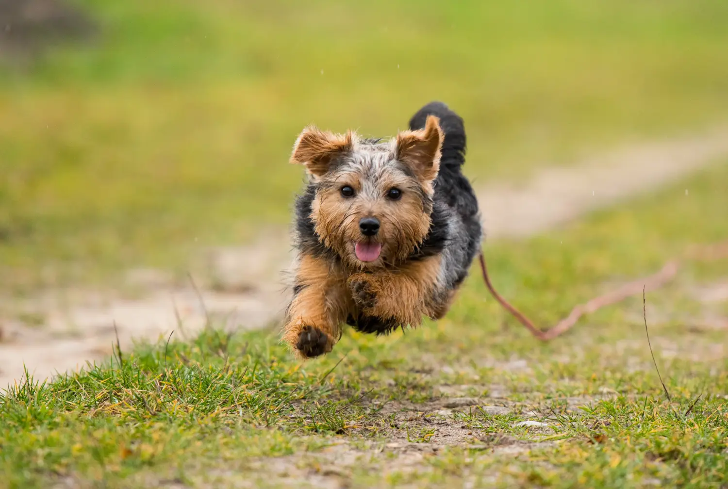 Norfolk terrier kiskutya vásárlása felelősségvállalást jelent! Norfolk terrier kiskutyák vásárlása.
