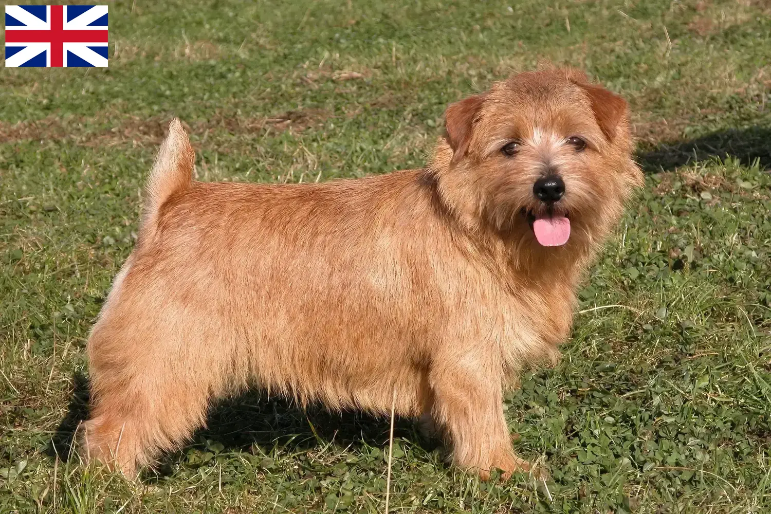 Norfolk terrier kölykök és tenyésztők Nagy-Britannia Norfolk terrier tenyésztőket Nagy-Britanniában itt talál.