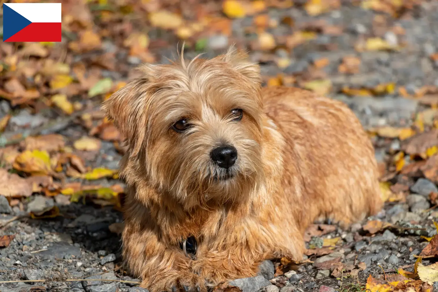 Norfolk terrier kiskutyák és tenyésztők Csehország Keress Norfolk terrier tenyésztőket Csehországban.