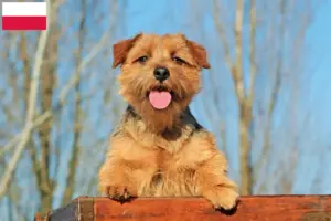 Read more about the article Norfolk terrier tenyésztők és kölykök Lengyelországban
