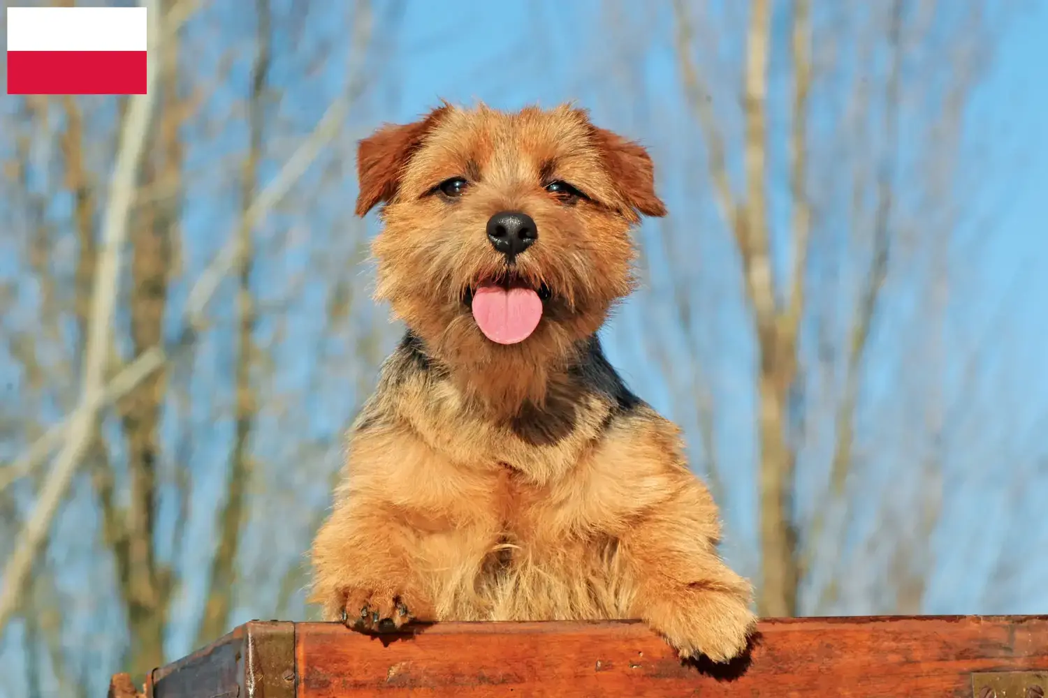 Norfolk terrier kölykök és tenyésztők Lengyelország Norfolk terrier tenyésztőket Lengyelországban itt találsz.
