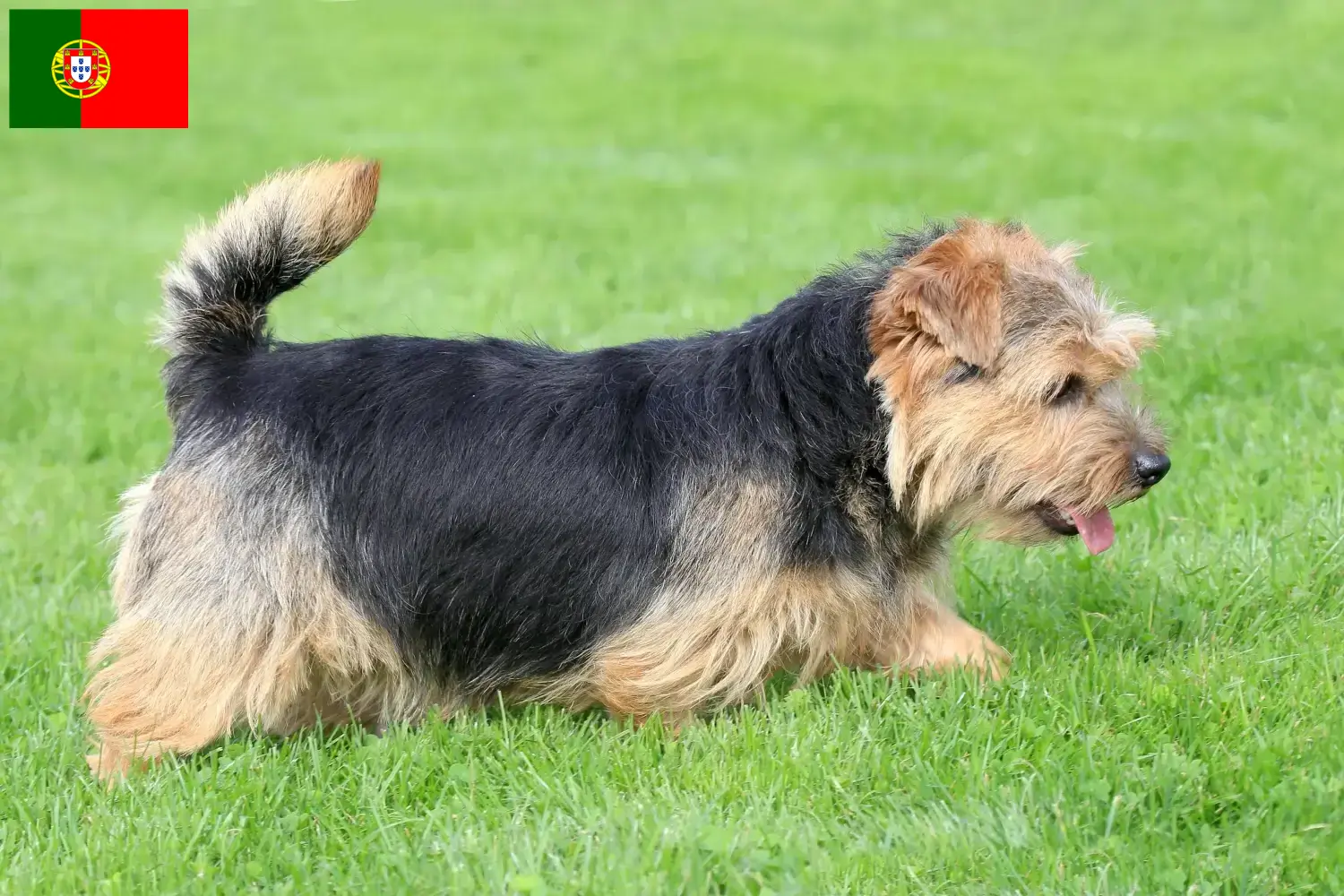 Norfolk terrier kölykök és tenyésztők Portugália Norfolk terrier tenyésztőket Portugália területén itt találsz.