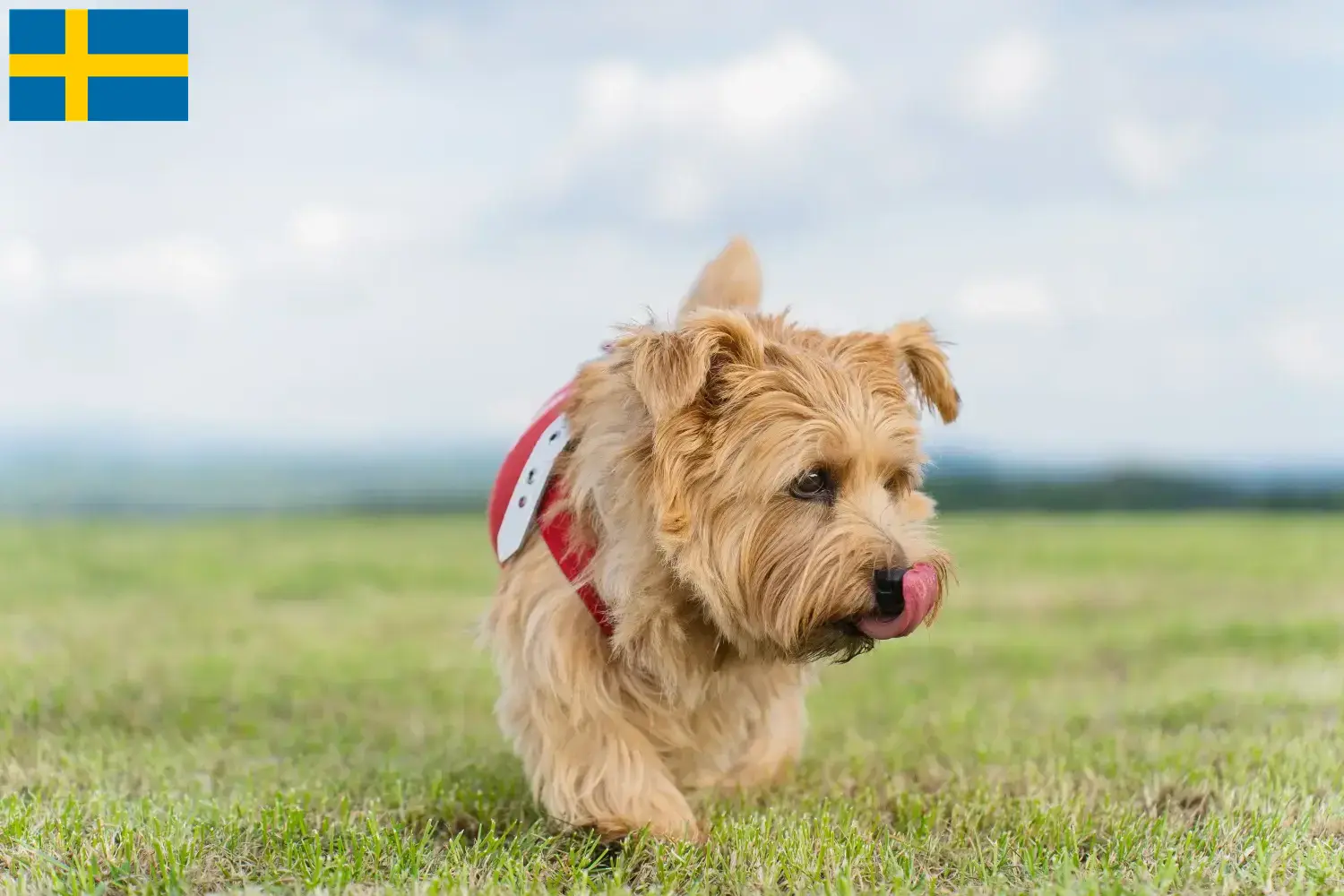 Norfolk terrier kölykök és tenyésztők Svédországban Norfolk terrier tenyésztőket Svédországban itt találsz.
