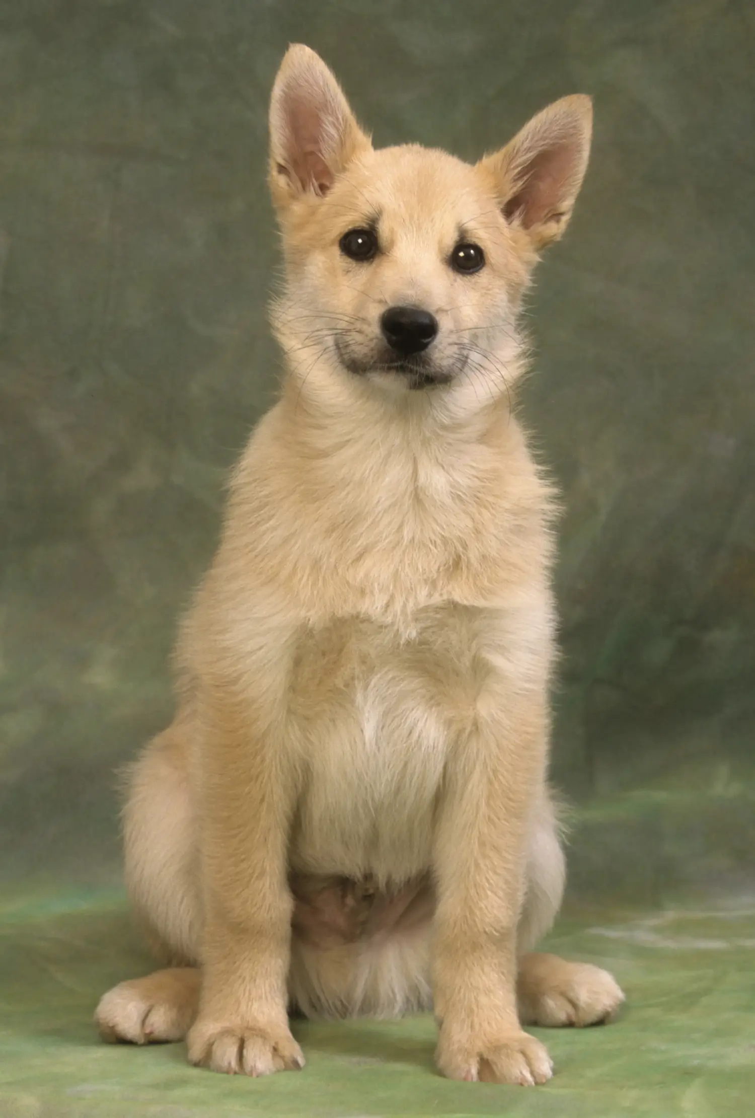Norvég buhund kölyökkutya vásárlása felelősségvállalást jelent! Vásároljon norvég buhund kölyökkutyákat.