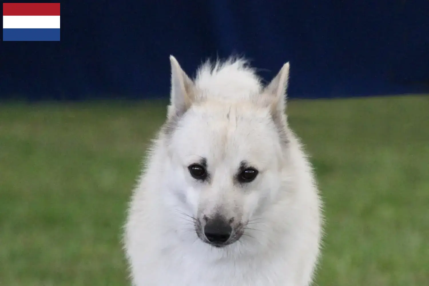 Norvég Buhund kiskutyák és tenyésztők Hollandia Keresse meg a norvég buhunde tenyésztőket Hollandiában itt.
