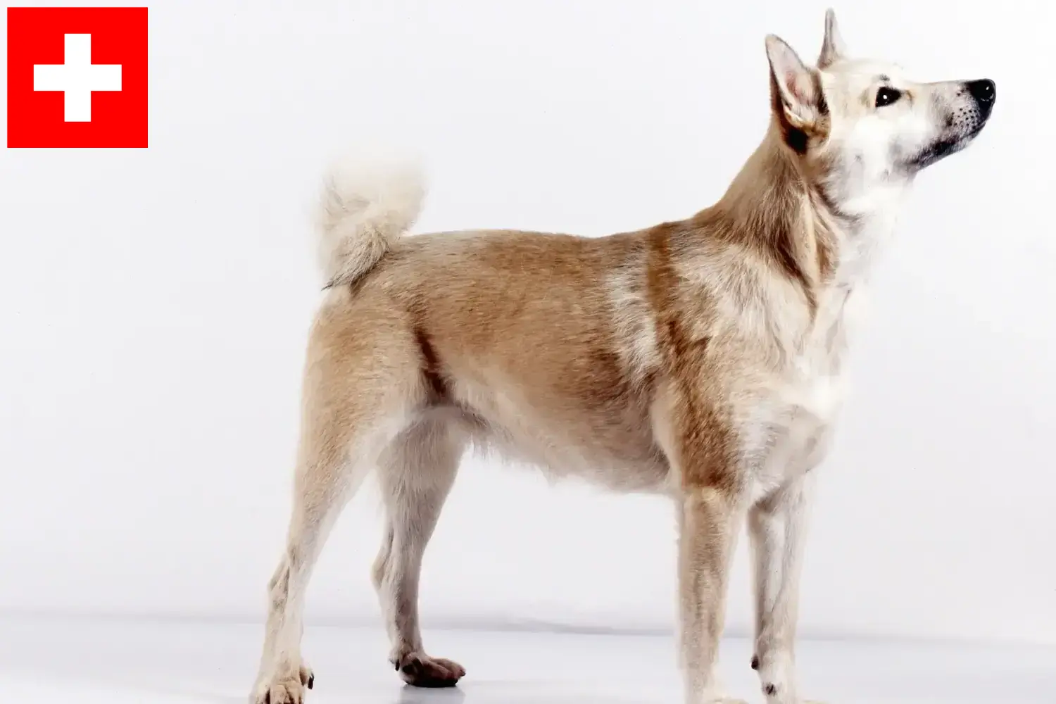 Norvég Buhund kölykök és tenyésztők Svájcban Itt talál norvég buhunde tenyésztőket Svájcban.
