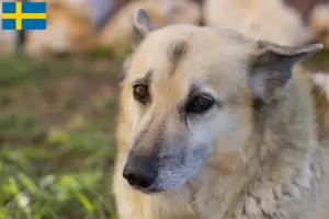 Read more about the article Norvég Buhund tenyésztő és kölykök Svédországban