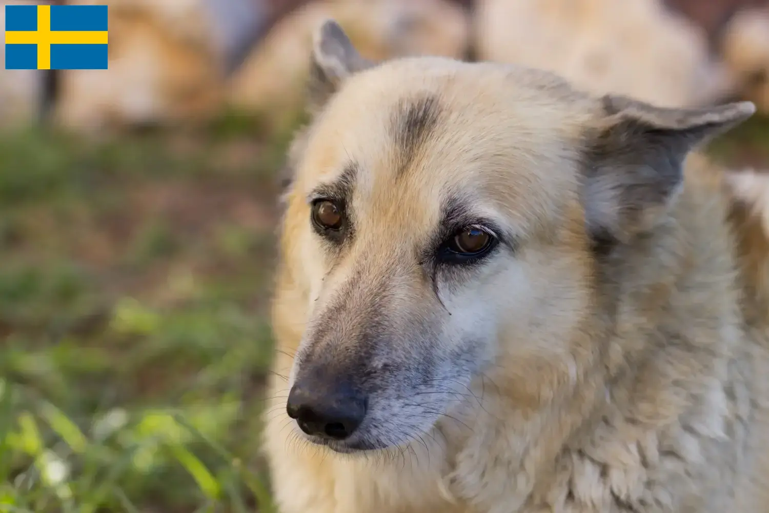 Norvég Buhund kiskutyák és tenyésztők Svédországban Norvég buhunde tenyésztőket Svédországban itt találsz.