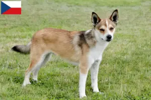 Read more about the article Norvég Lundehund tenyésztők és kölykök Csehországban
