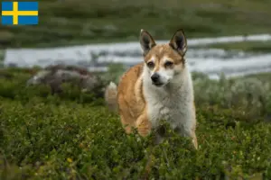 Read more about the article Norvég Lundehund tenyésztők és kölykök Svédországban