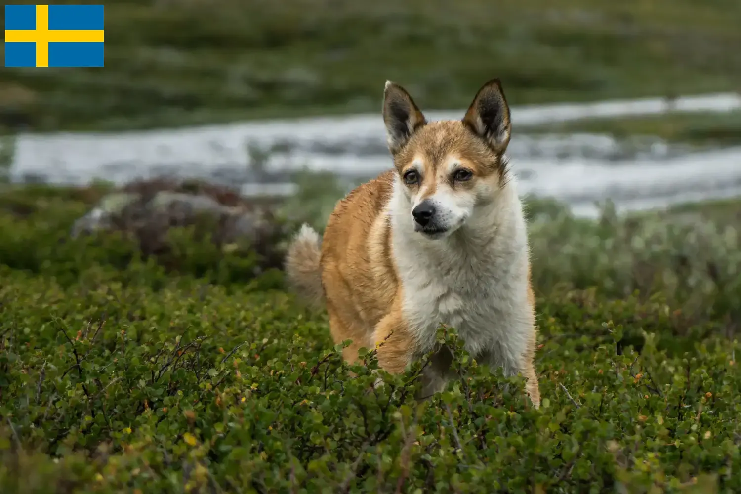 Read more about the article Norvég Lundehund tenyésztők és kölykök Svédországban