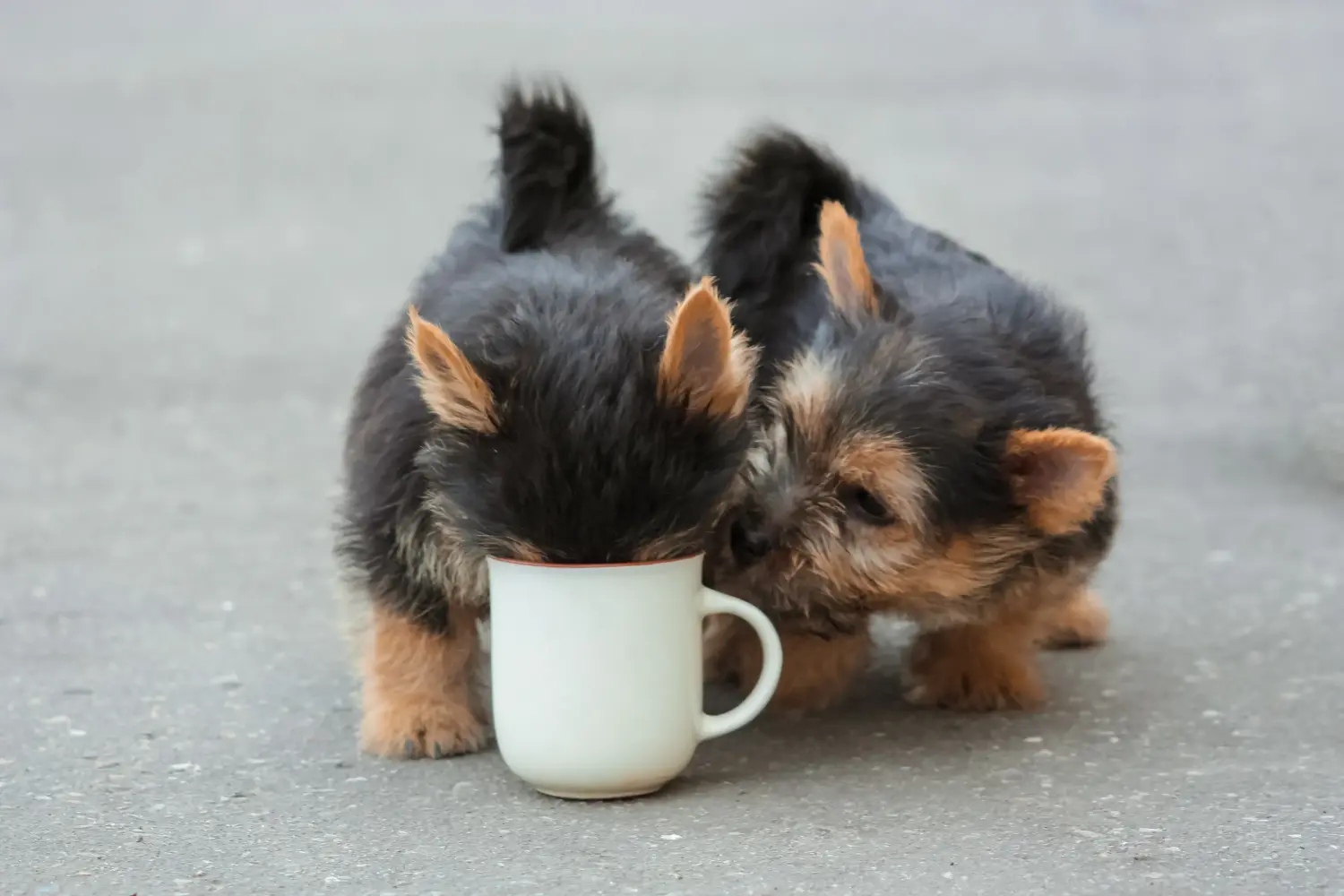 Norwich terrier kiskutya vásárlása felelősségvállalást jelent! Norwich terrier kiskutyák vásárlása.