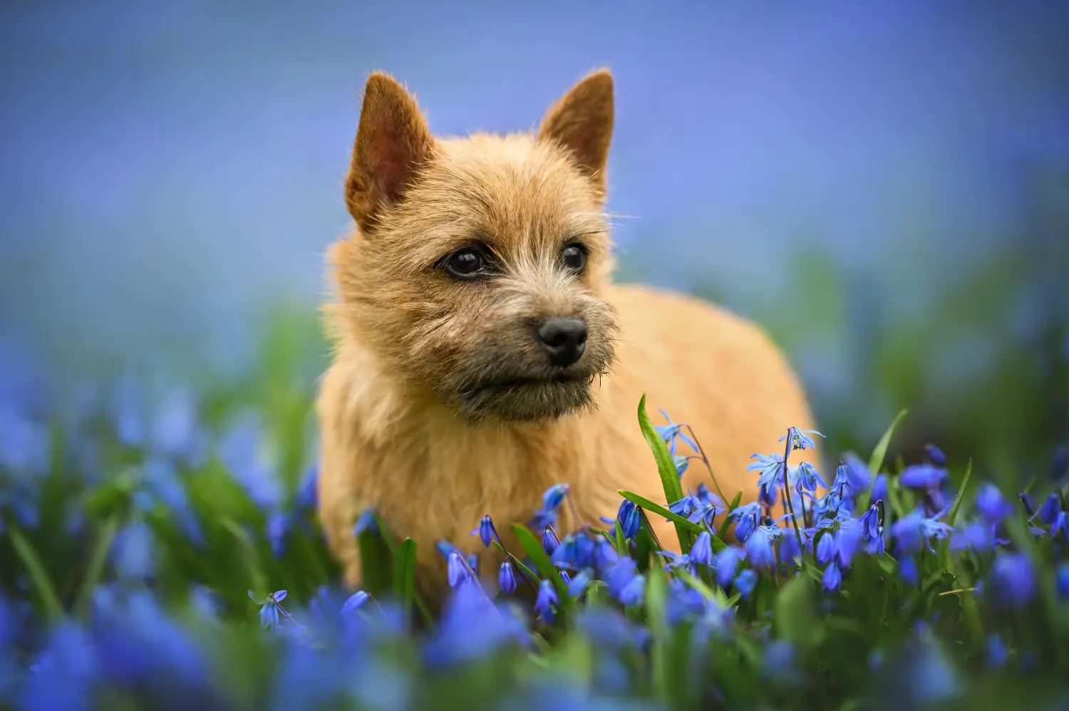 Norwich terrier kiskutya vásárlása felelősségvállalást jelent! Norwich terrier kiskutyák vásárlása.