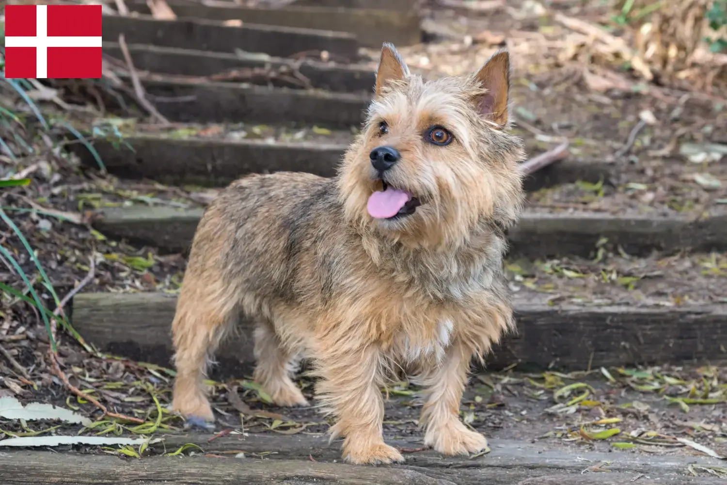 Norwich Terrier kiskutyák és tenyésztők Dánia Norwich terrier tenyésztőket Dánia területén itt találsz.