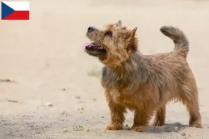 Read more about the article Norwich terrier tenyésztők és kölykök Csehországban