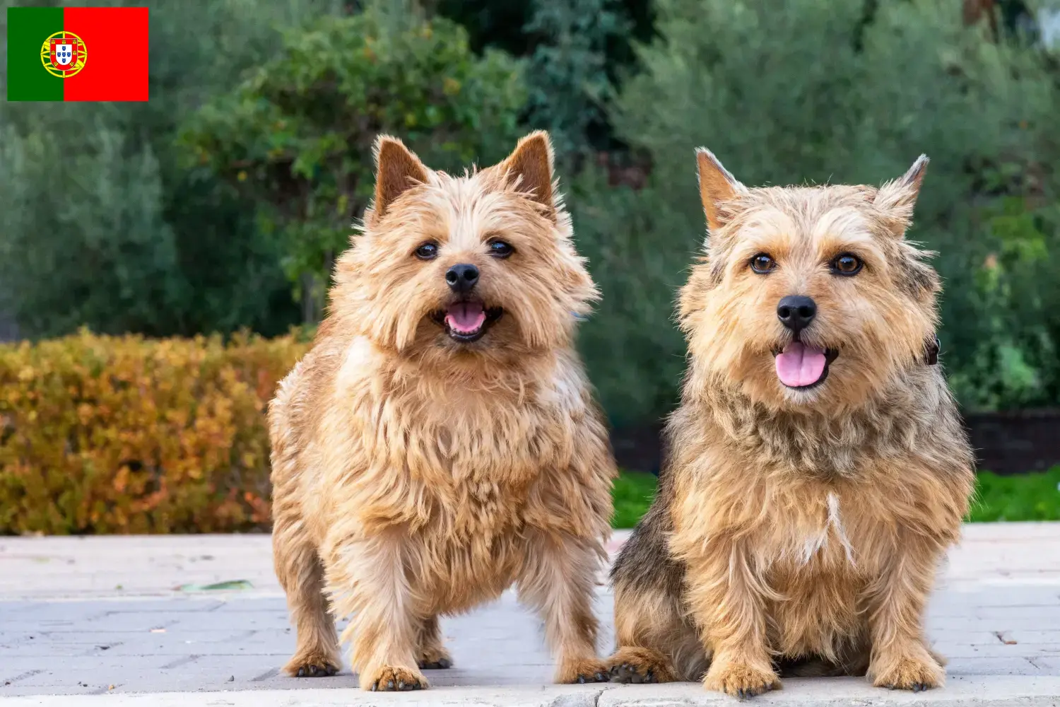 Norwich terrier kölykök és tenyésztők Portugália Norwich terrier tenyésztőket Portugália területén itt találsz.