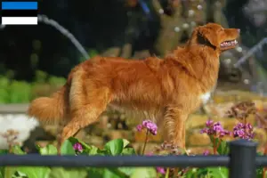 Read more about the article Nova Scotia Duck Tolling Retriever tenyésztők és kiskutyák Észtországban