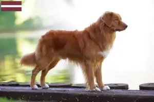 Read more about the article Nova Scotia Duck Tolling Retriever tenyésztők és kölykök Lettországban