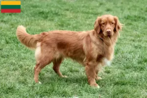 Read more about the article Nova Scotia Duck Tolling Retriever tenyésztők és kölykök Litvániában